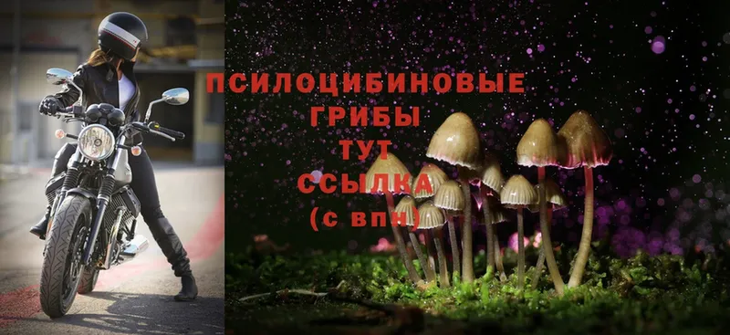 Галлюциногенные грибы Magic Shrooms  МЕГА сайт  Верхняя Пышма 